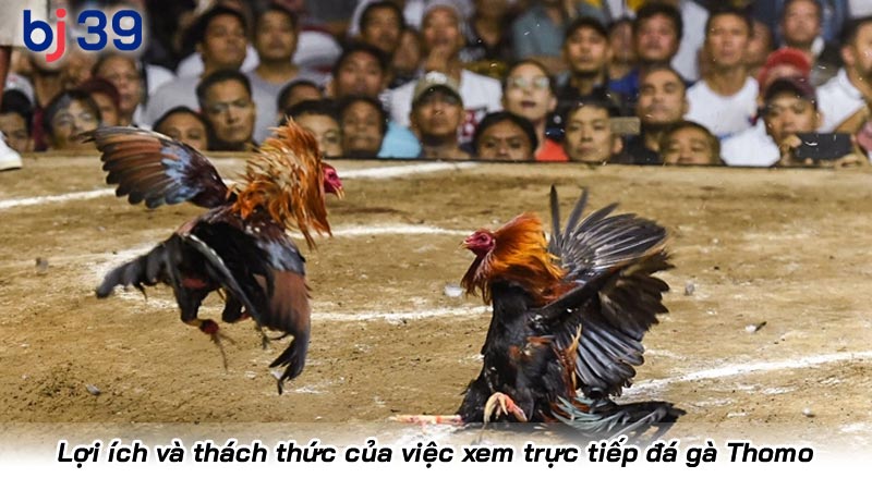 Lợi ích và thách thức của việc xem trực tiếp đá gà Thomo