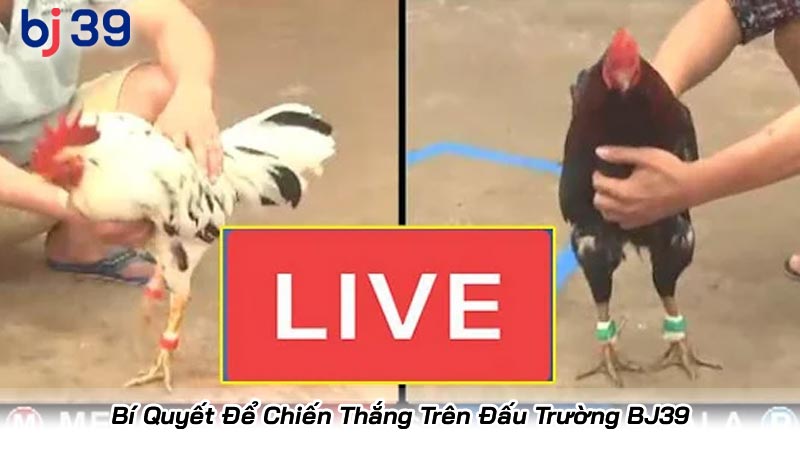 Bí Quyết Để Chiến Thắng Trên Đấu Trường BJ39