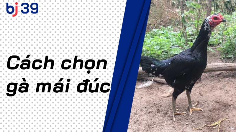 Cách Chọn Gà Mái Đúc Giống Chuẩn Cho Người Mới Chơi Gà Đá