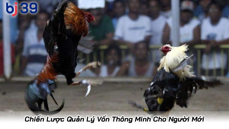 Chiến Lược Quản Lý Vốn Thông Minh Cho Người Mới