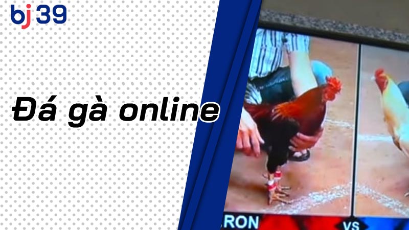 Đá Gà Online BJ39 - Hành Trình Chinh Phục Đấu Trường Thomo