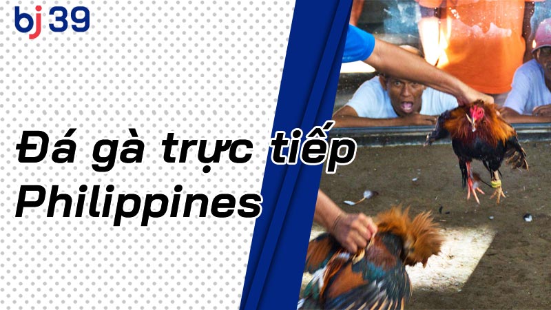 Bí mật đá gà trực tiếp Philippines có sức hút khó cưỡng