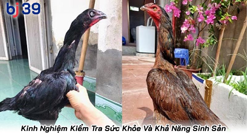 Kinh Nghiệm Kiểm Tra Sức Khỏe Và Khả Năng Sinh Sản