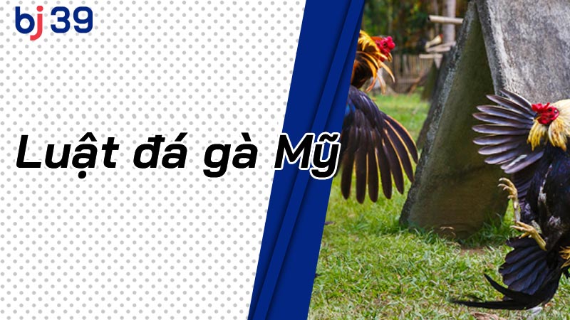 Luật Đá Gà Mỹ 2025: Hướng Dẫn Chi Tiết Từ A-Z Cho Người Mới
