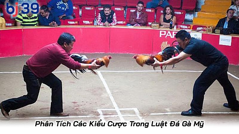 Phân Tích Các Kiểu Cược Trong Luật Đá Gà Mỹ